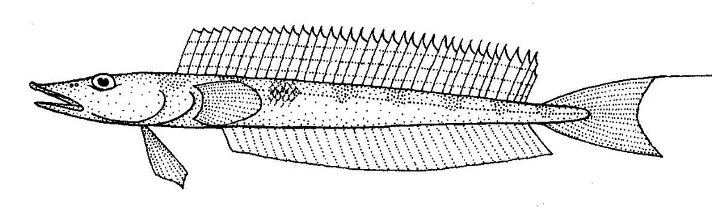 Opal Fish