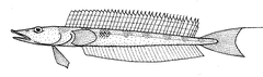 Opal Fish photo 1