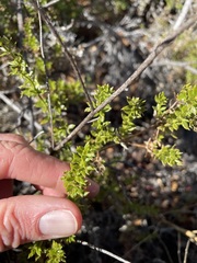 Galium cliftonsmithii