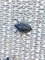 Brochymena parva
