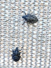Brochymena parva