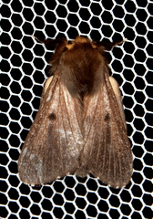 Symphyta nyctopis