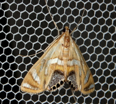 Margarosticha euprepialis