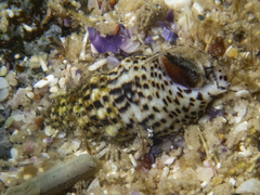 Clypeomorus batillariaeformis