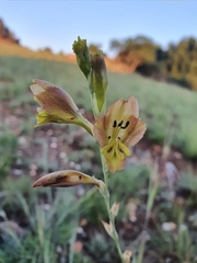 Gladiolus woodii