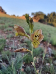 Gladiolus woodii