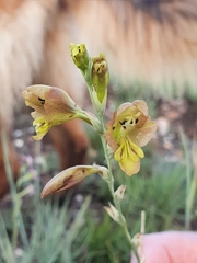 Gladiolus woodii