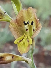 Gladiolus woodii