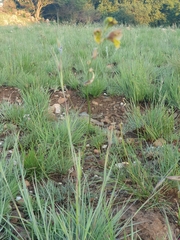 Gladiolus woodii