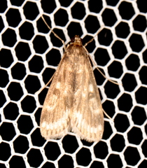 Araeomorpha diplopa