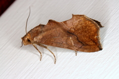 Plusiodonta arctipennis