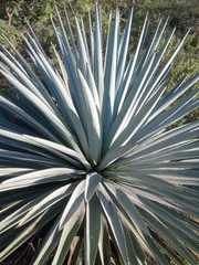 Agave tequilana