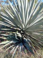 Agave tequilana