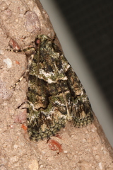 Pherechoa crypsichlora