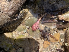 Pyuridae