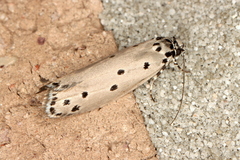 Ethmia heptasema