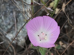 Sidalcea diploscypha