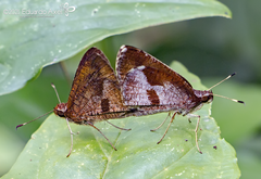 Synapte salenus salenus