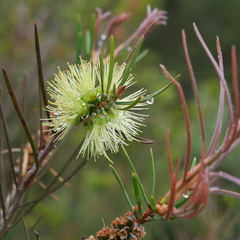 Melaleuca linearis acerosa