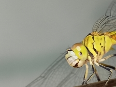 Diplacodes trivialis