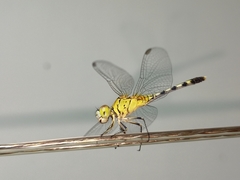 Diplacodes trivialis