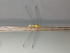 Diplacodes trivialis