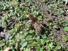 Plesiopelma longisternale