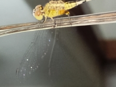 Diplacodes trivialis