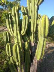 Isolatocereus dumortieri