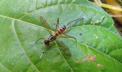 Mimegralla splendens