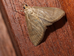 Protonoceras mitis