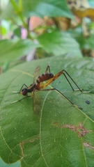 Mimegralla splendens