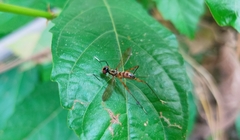 Mimegralla splendens