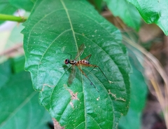 Mimegralla splendens