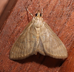 Protonoceras mitis