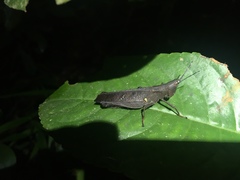 Phaeoparia aequatorialis