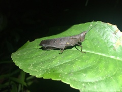 Phaeoparia aequatorialis