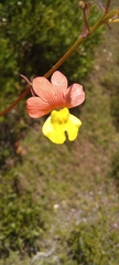 Nemesia versicolor