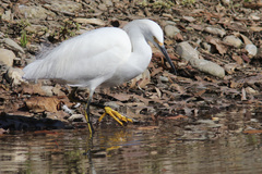 Egretta thula