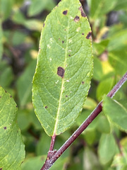Salix pseudomonticola