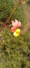 Nemesia versicolor