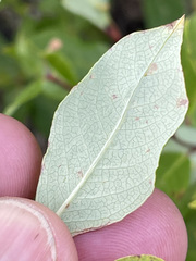 Salix pseudomonticola