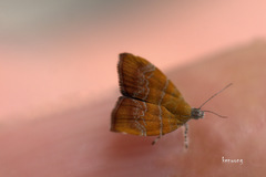 Choreutis achyrodes