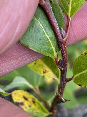 Salix pseudomonticola