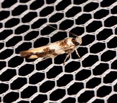 Macrobathra trithyra