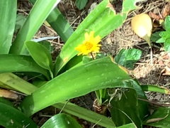 Sphagneticola trilobata