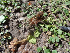 Plesiopelma longisternale