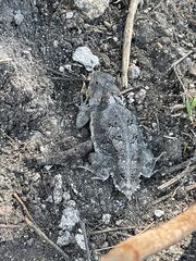 Phrynosoma braconnieri