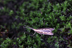 Choreutis achyrodes