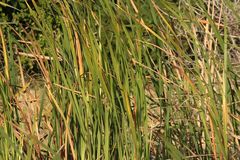 Typha capensis